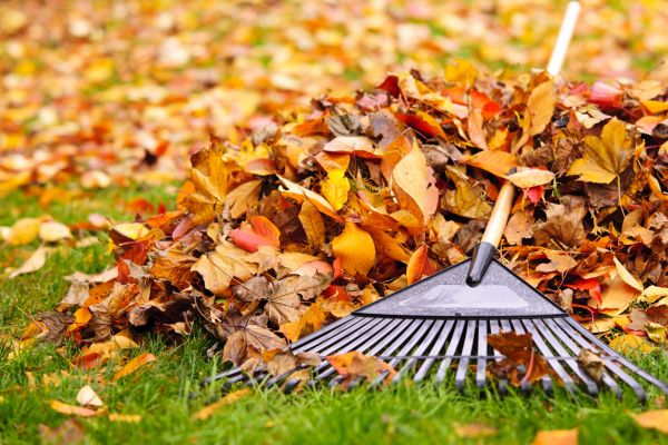 Cost of Leaves Removal in Powder Springs