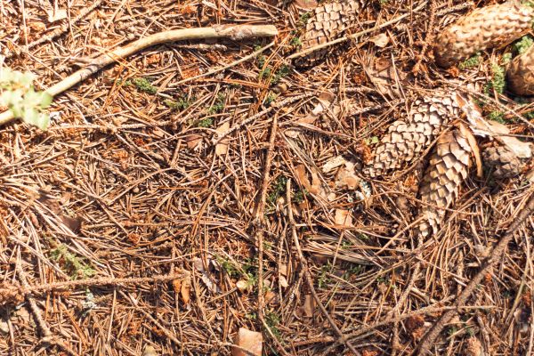 Cost of Pine Needles Removal in Powder Springs