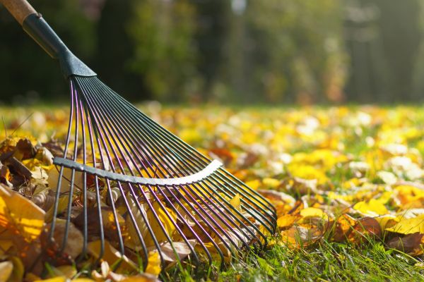 Leaf Raking Service in Powder Springs