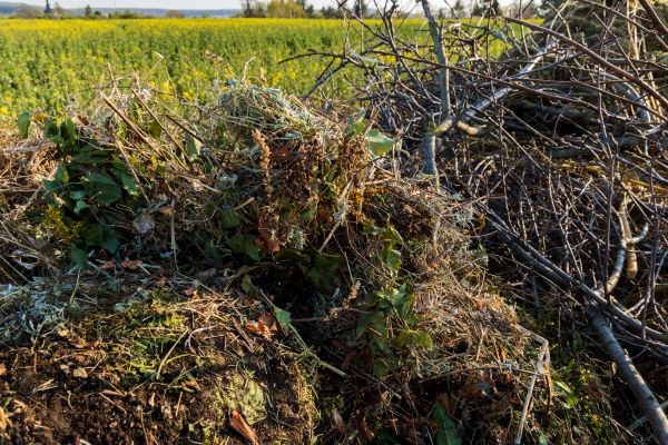 Brush Disposal in Powder Springs