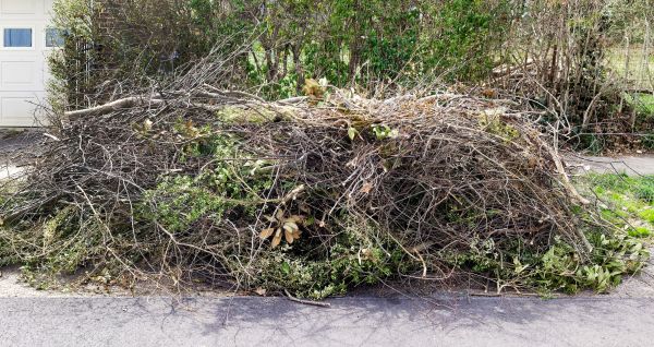 Tree Limb Cleanup in Powder Springs