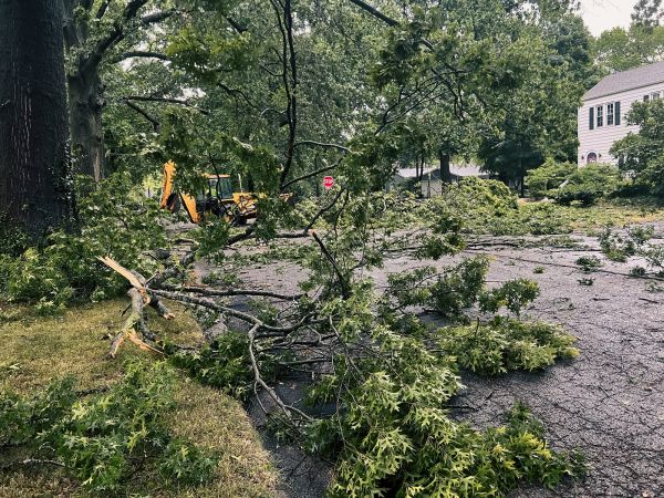 Tree Branch Disposal in Powder Springs