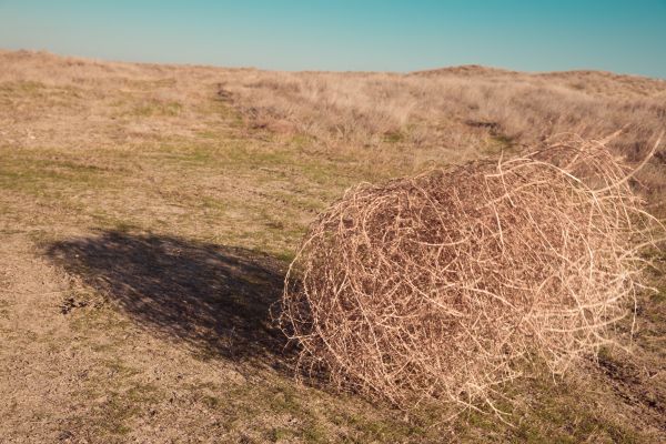 Cost of Tumbleweed Removal in Powder Springs