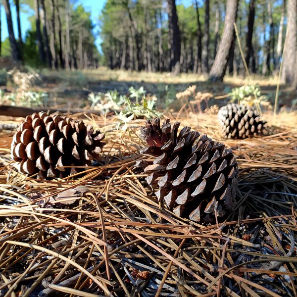 Cost of Pine Cone Removal in Powder Springs
