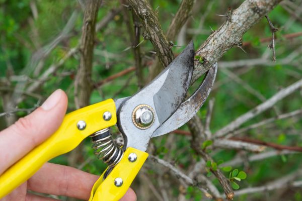 Limbs Removal in Powder Springs