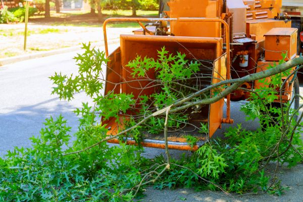 Tree Branches Removal in Powder Springs