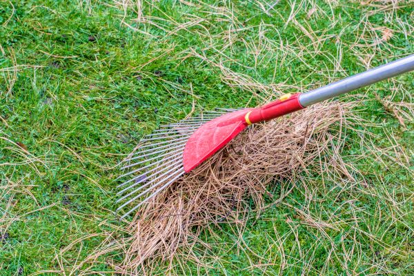 Yard Raking in Powder Springs