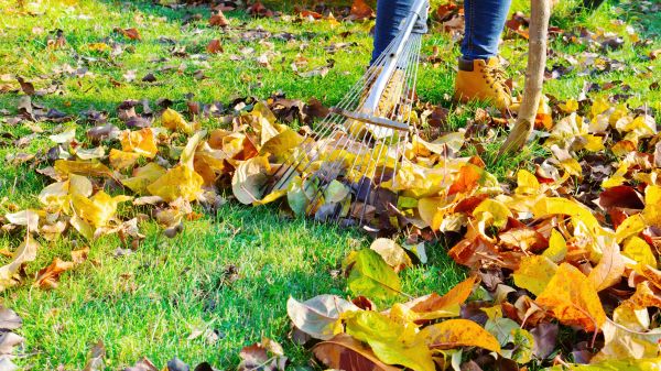 Lawn Cleanup Service in Powder Springs