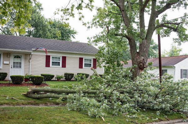 Fallen Branch Removal in Powder Springs