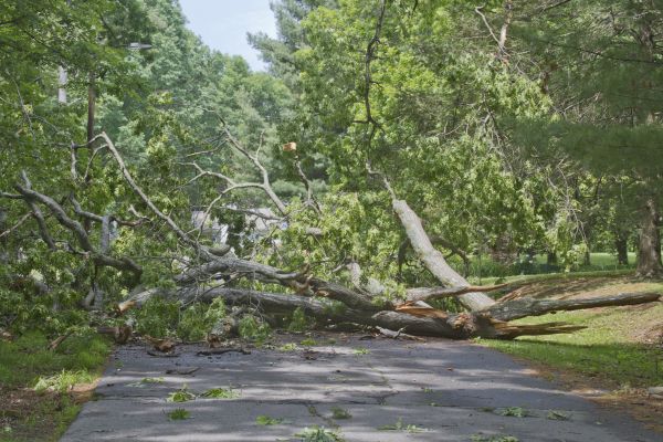 Tree Debris Removal in Powder Springs