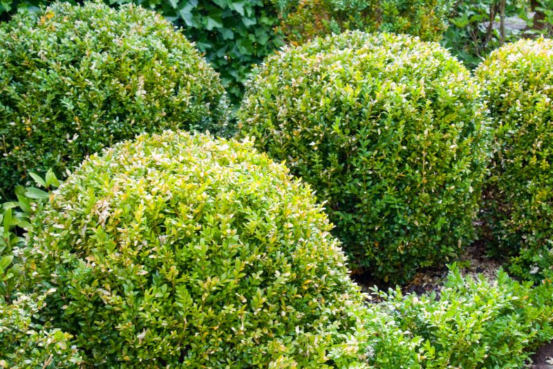 Shrub and Bush Trimming